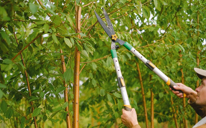 Tree trimming in Severance, CO